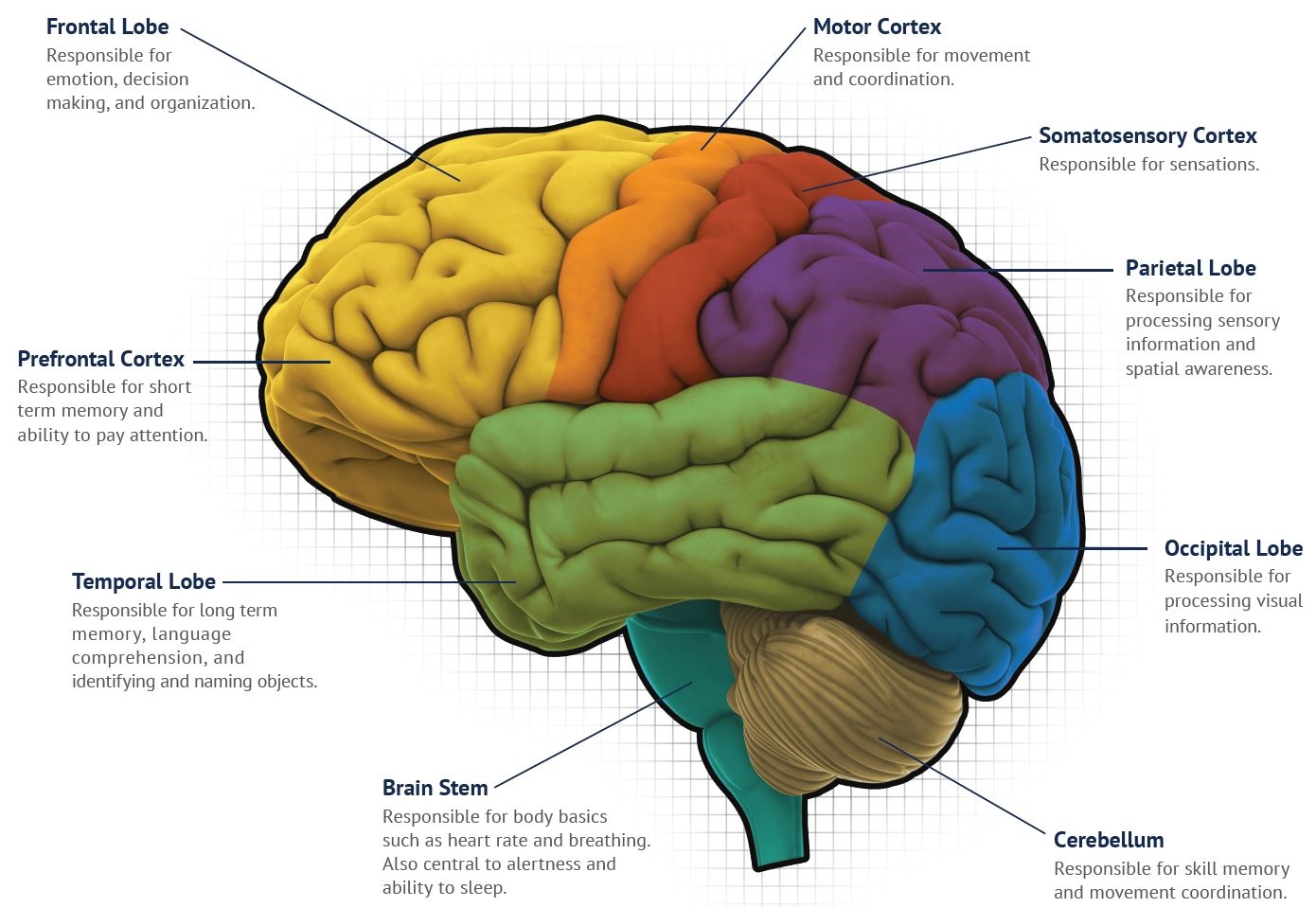 Psychology Brain Map